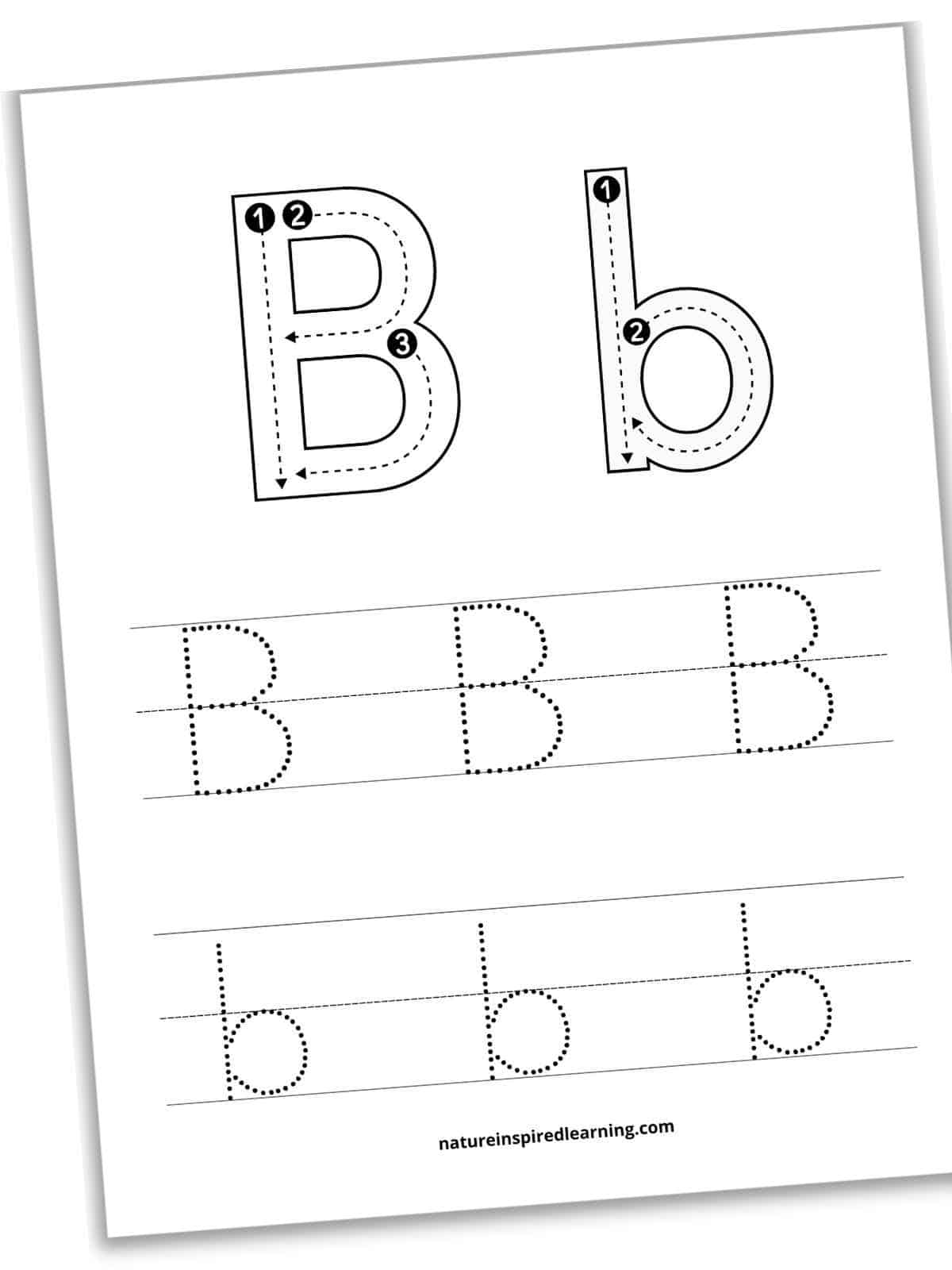 trace letter b worksheet with a large capital and lowercase b across the top in outline form with guidelines, arrows, and numbers. One row of three traceable capital letter B's above a row with three traceable lowercase letter b's. Printable slanted with a drop shadow