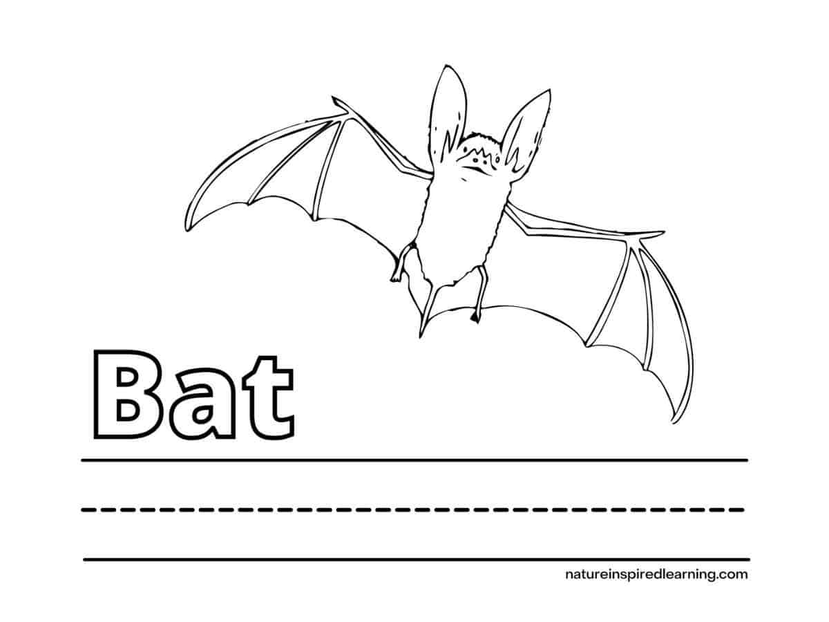 black and white printable of one bat flying with the word Bat written in outline form above a set of lines