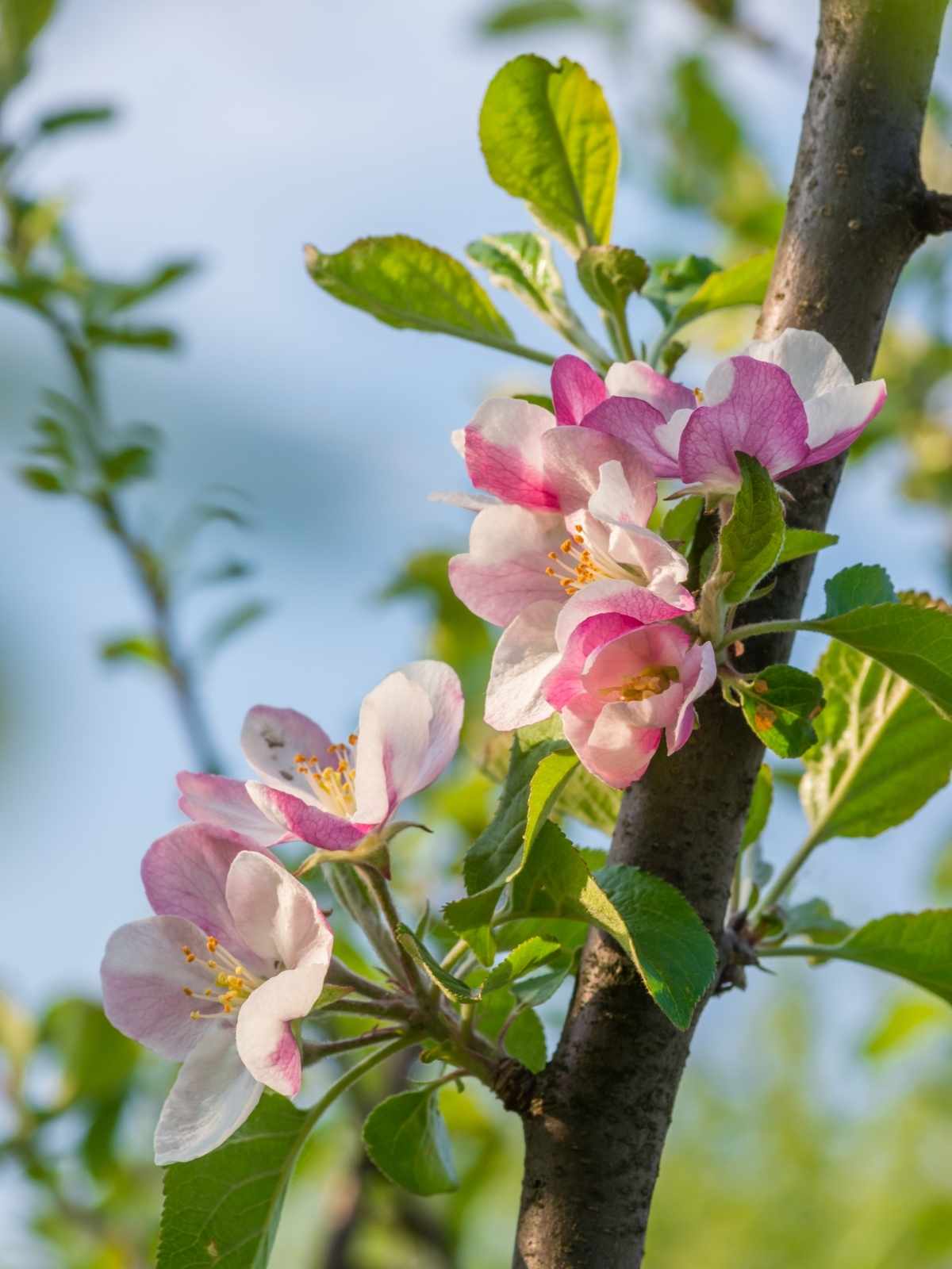 light pink and white apple blooms on a branch with green leaves