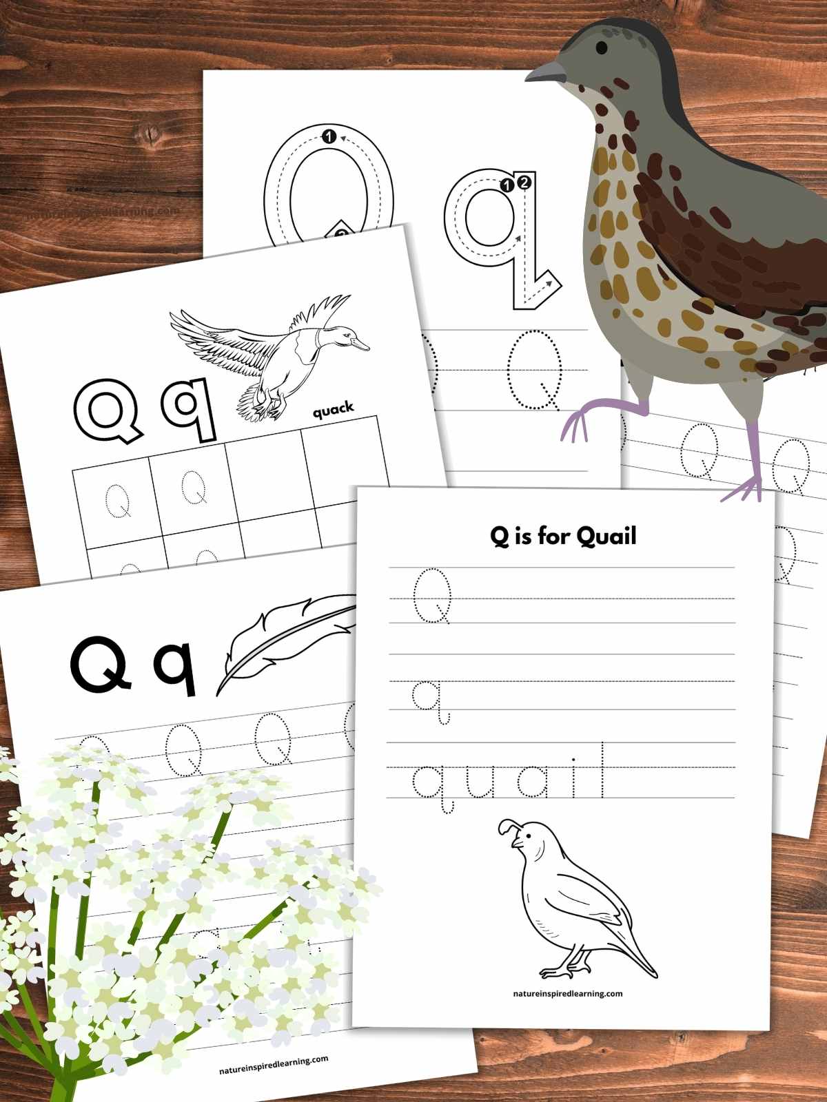 Five letter Q tracing worksheets overlapping on a wooden background with a quail upper right and queen Anne's lace bottom left.
