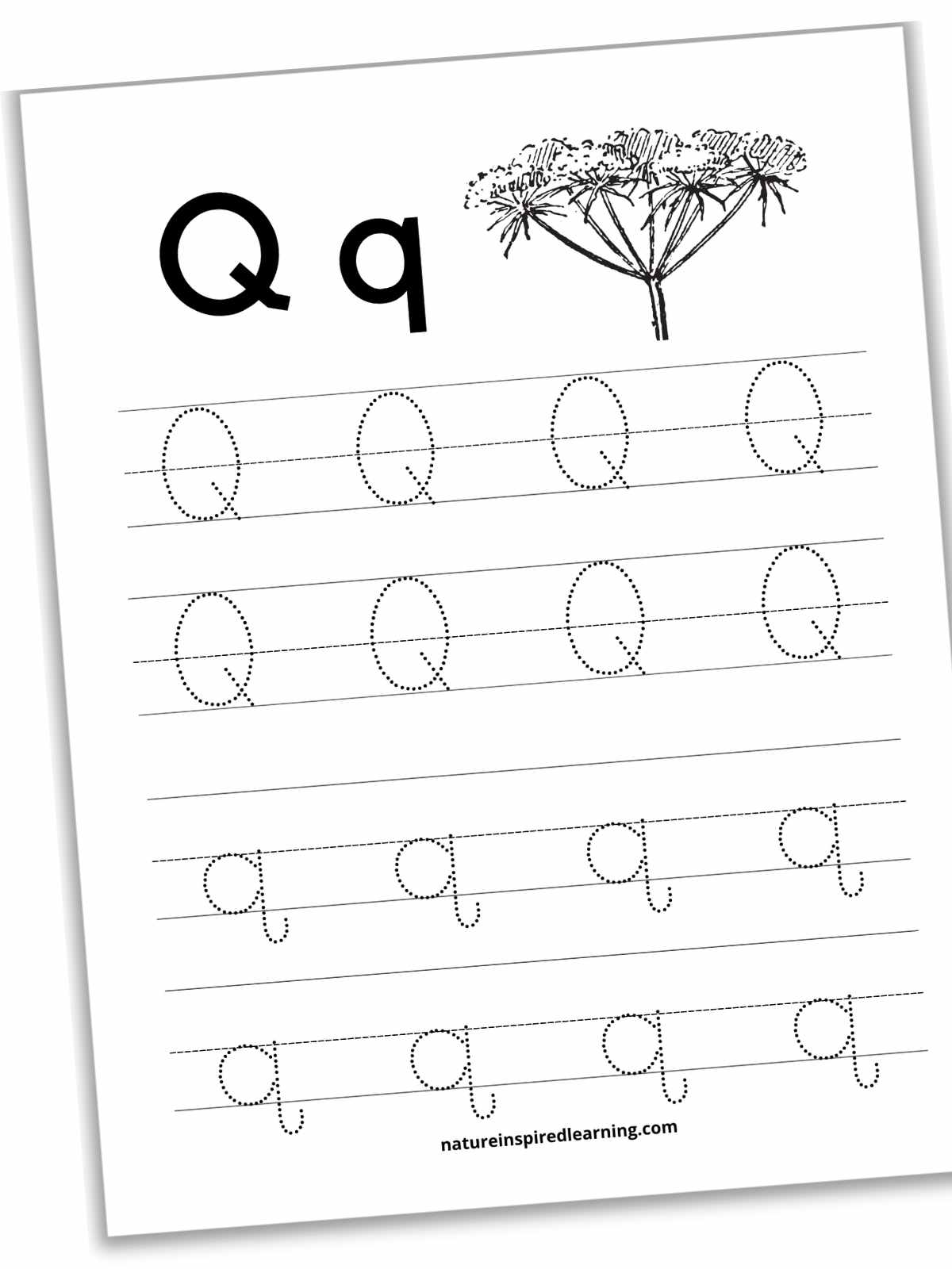 Worksheet with uppercase and lowecase q's in dotted font with queen Anne's lace at the top