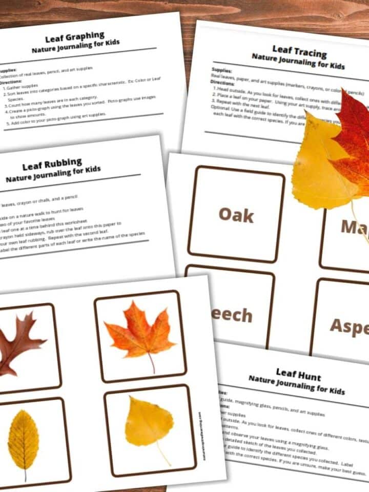 six printable fall leaf activities including colorful leaf id cards overlapping on a wooden background with a red maple leaf and yellow aspen leaf upper right