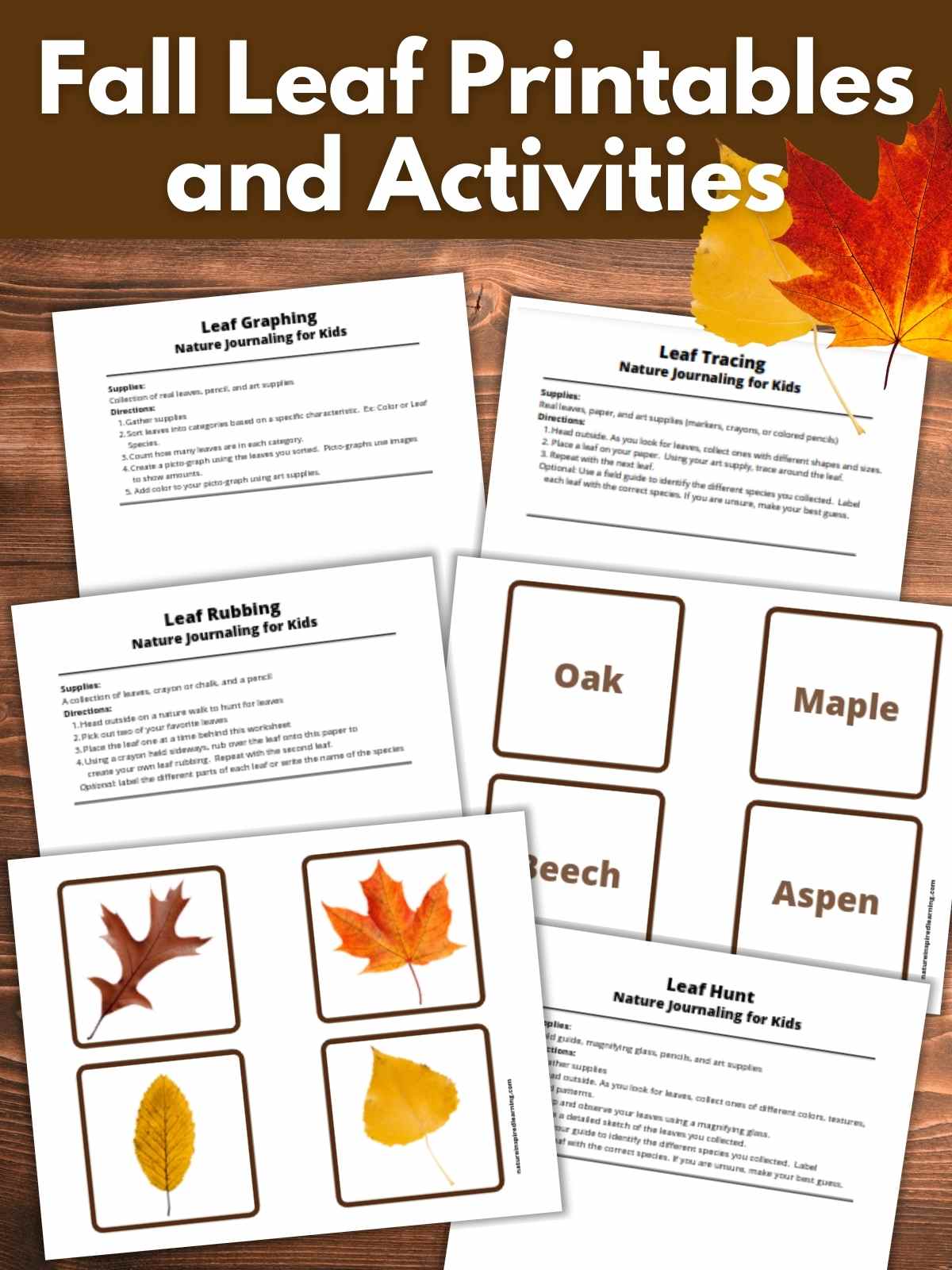 six printable fall leaf activities including colorful leaf id cards overlapping on a wooden background with a red maple leaf and yellow aspen leaf upper right with text overlay across the top over a brown background