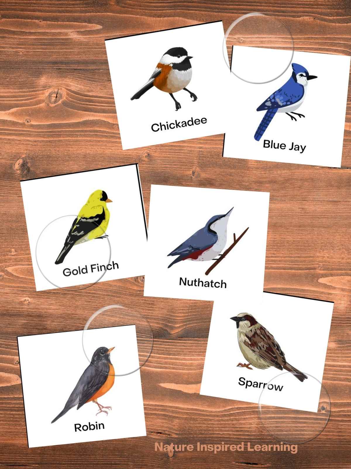 cut out bird cards with images and names on a wooden background with clear plastic bingo chips. Cards include a chickadee, blue jay, gold finch, nuthatch, robin, and sparrow