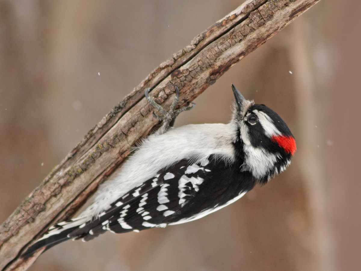 Downy Woodpecker climbing on the underside of a branch