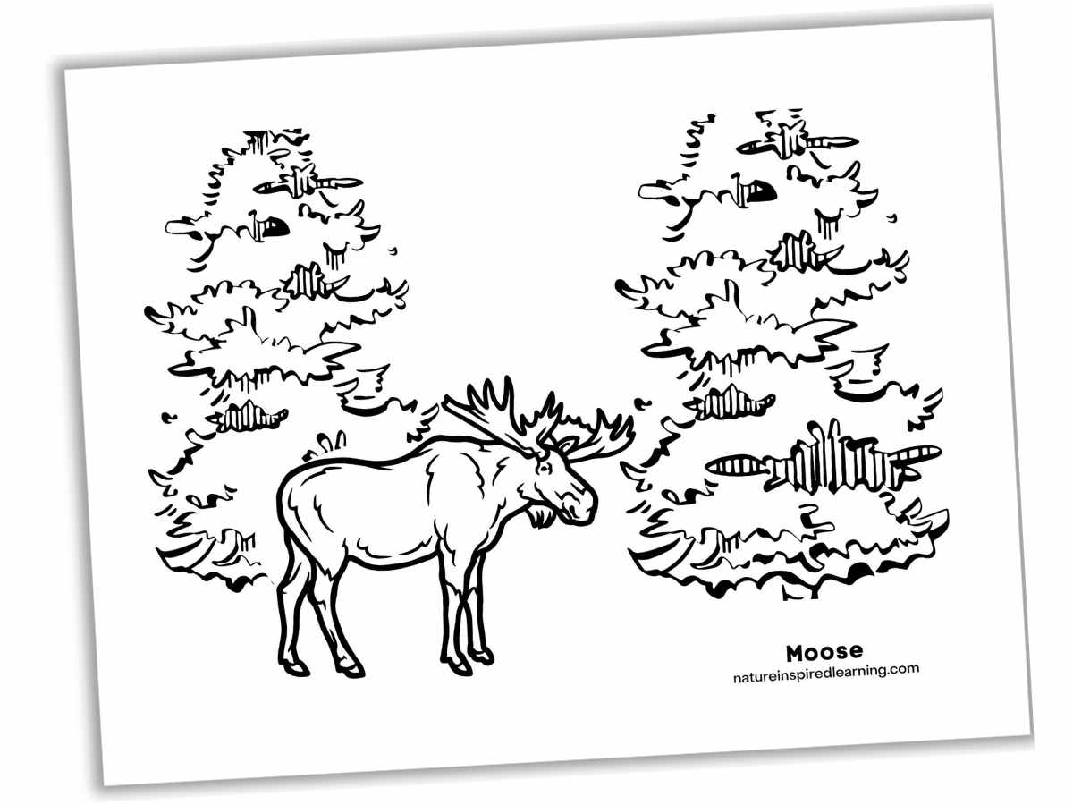 Black and white printable of a forest with two evergreen trees and one moose with antlers