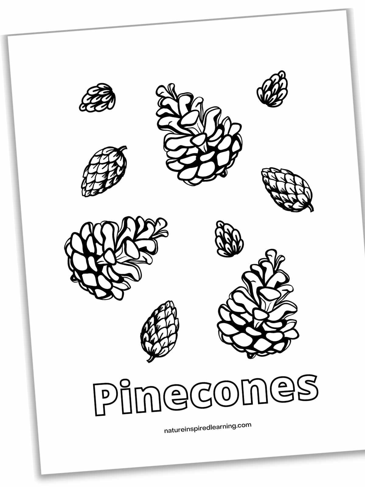 printable with three different types of pinecones arranged randomly