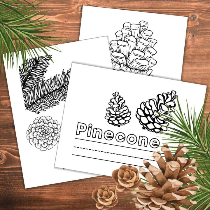 collection of pinecone coloring pages overlapping on a wooden background with evergreen branches and pinecones in the corners
