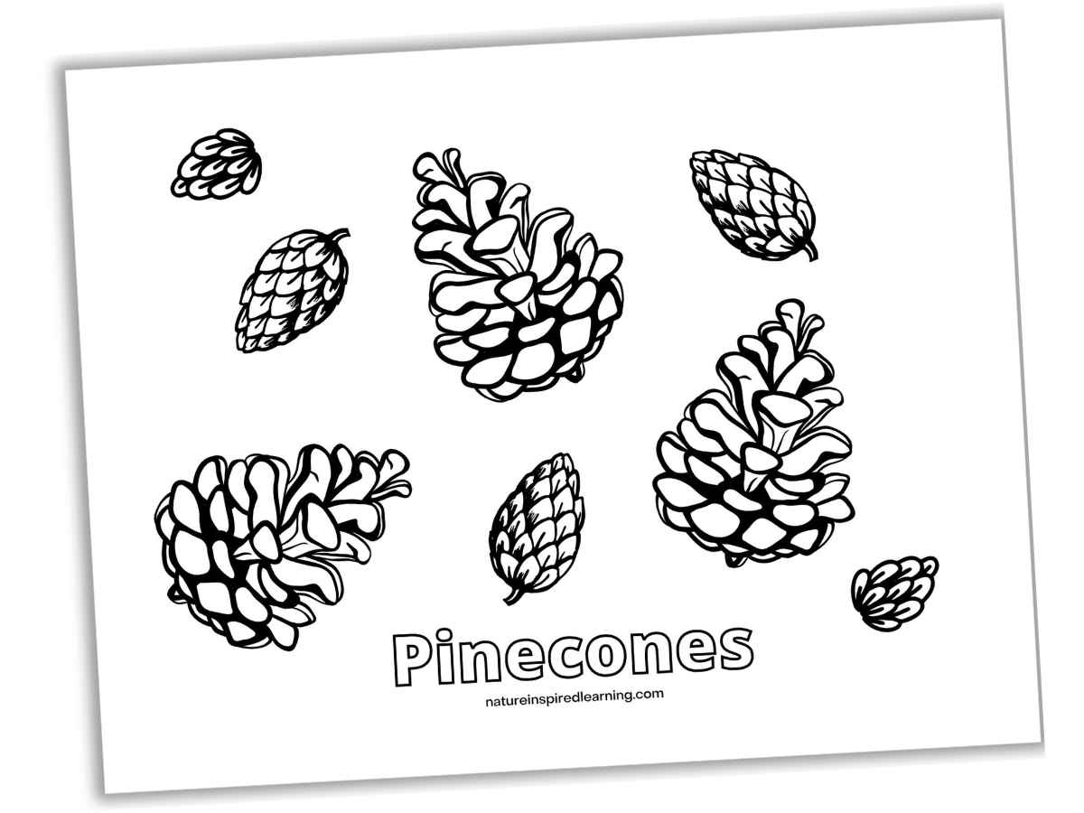 Pine Cone Coloring Page Pine Cone Coloring Page