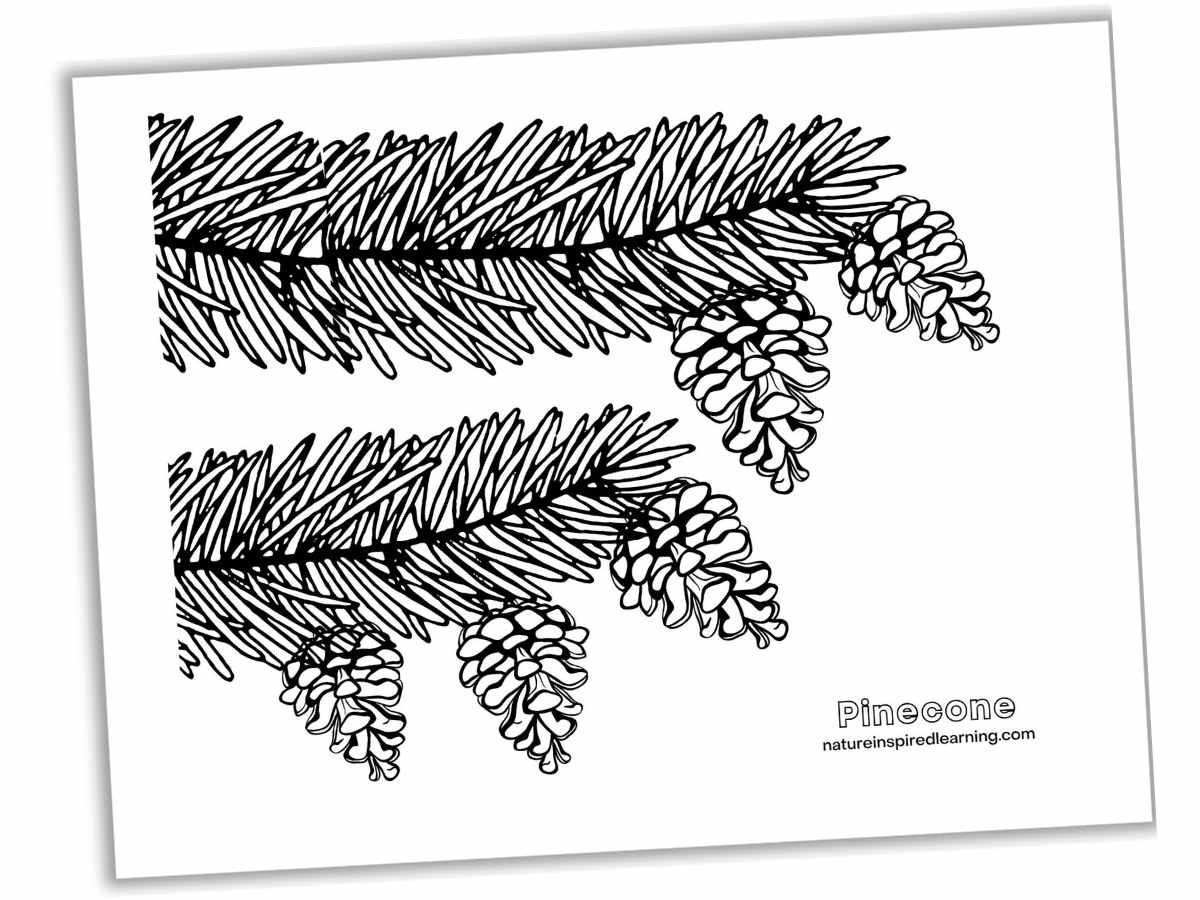 printable with two branches with pine needles and small pinecones hanging from them