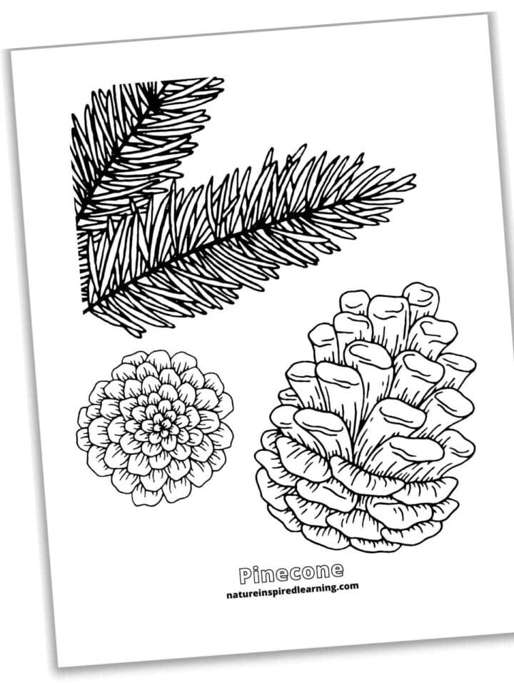 Pinecone Coloring Pages - Nature Inspired Learning