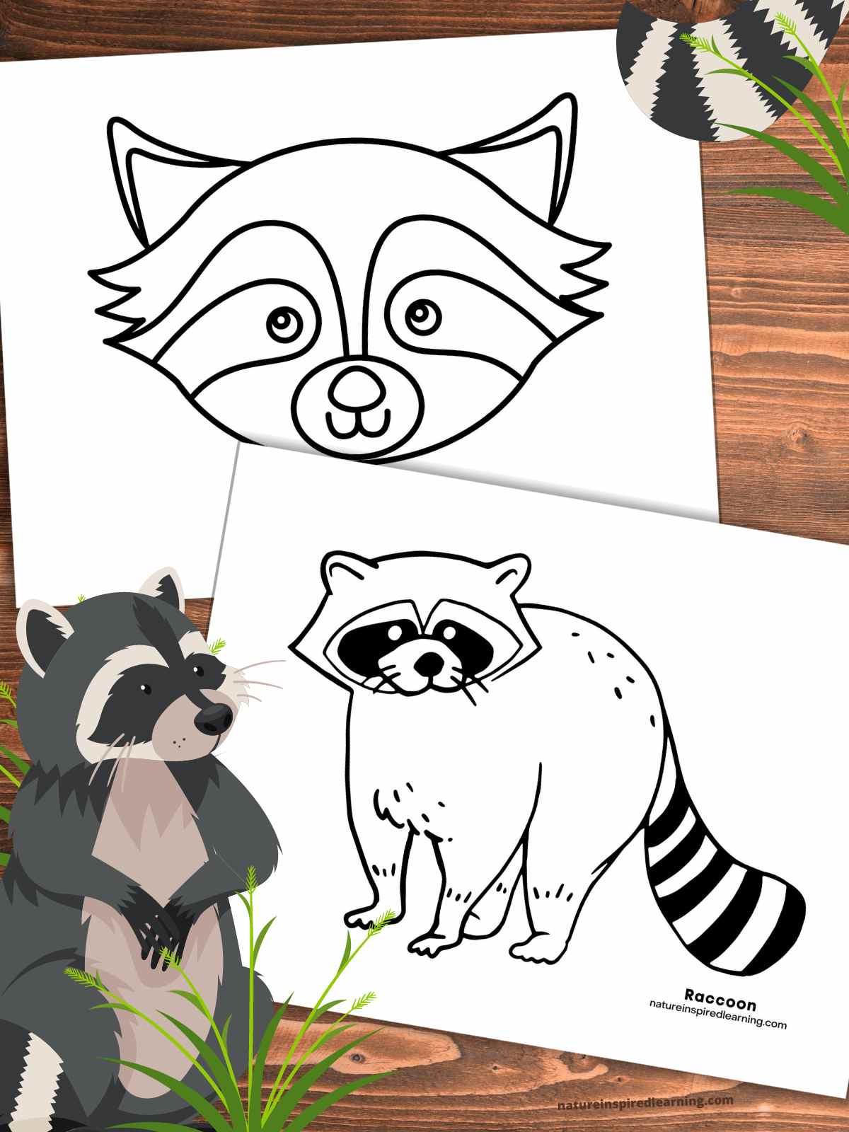 two black and white raccoon coloring pages overlapping on a wooden background with a stripped tail in the grass upper right and upright raccoon in the grass bottom left
