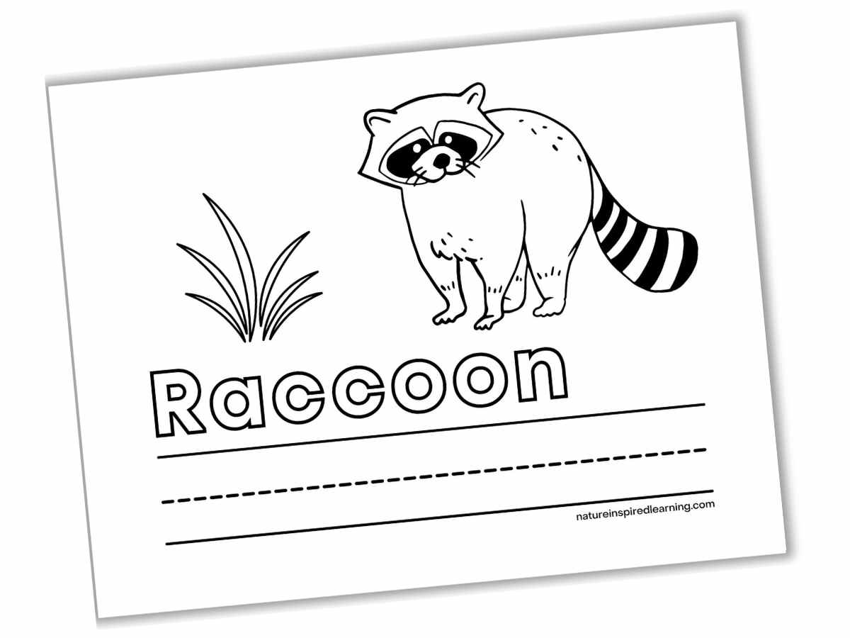 printable with black and white raccoon with grass the word Raccoon in outline form with lines below to write
