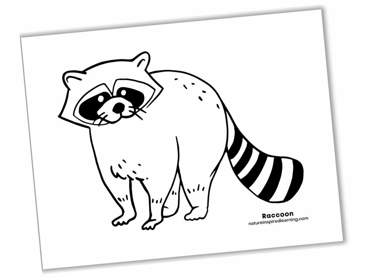 large black and white outline of a raccoon standing