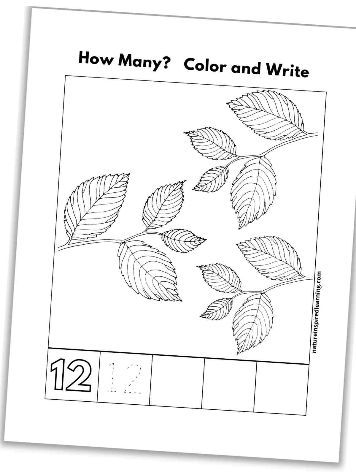 black and white number twelve worksheet with branches with leaves, outline of number 12, a traceable 12, and blank boxes slanted with a drop shadow