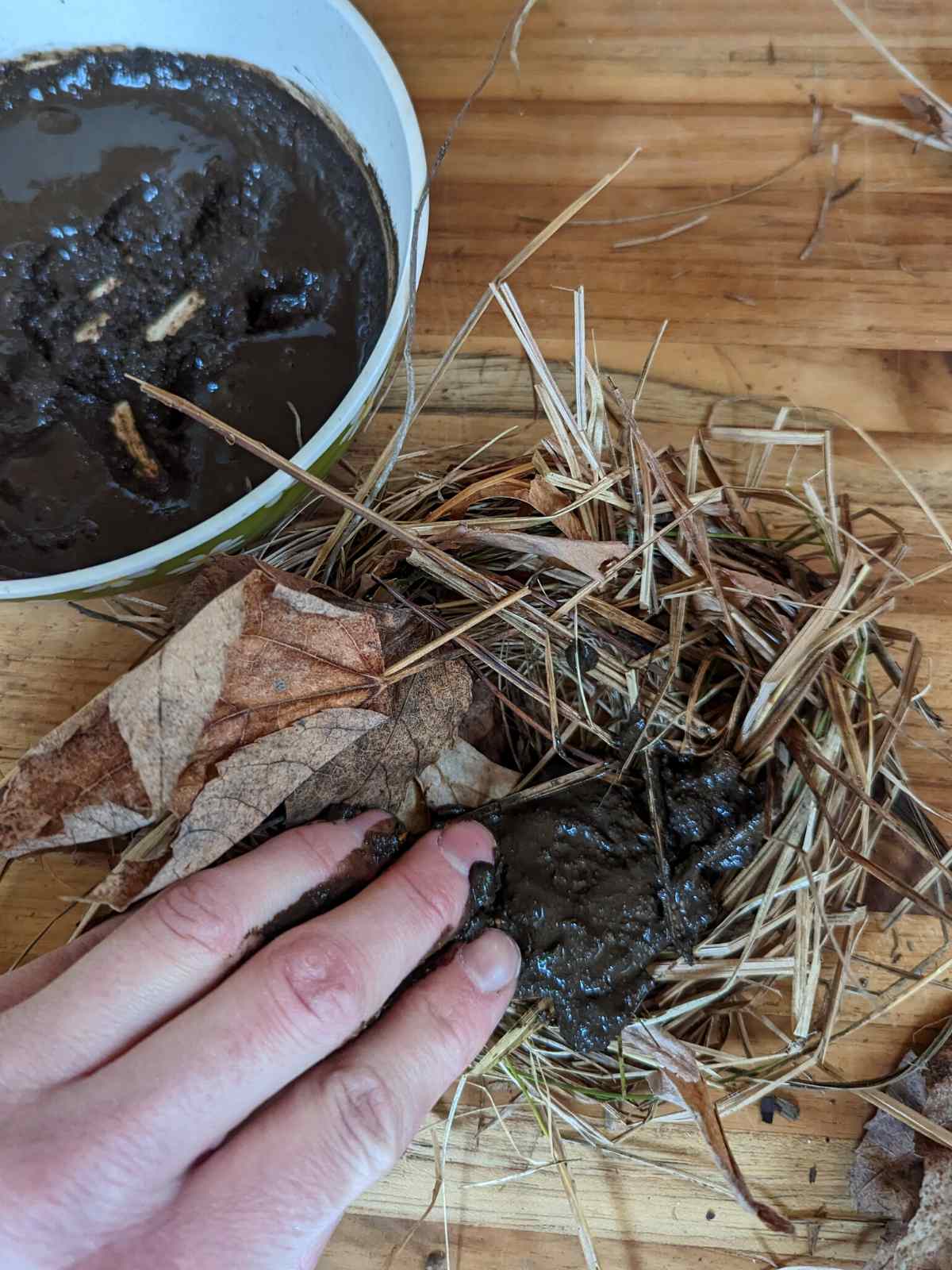 hand applying mud to a hand made nest out of dead leaves and grass on a wooden board with a bowl with wet mud above to the left