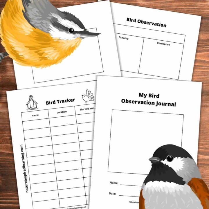 printable bird journal pages overlapping on a wooden background with a yellow and grey bird top left with a chickadee bottom right.