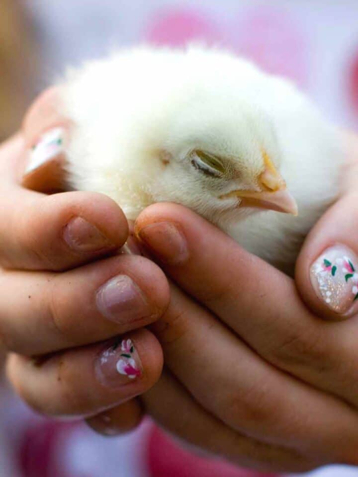 child holding a sleeping baby chick with painted nails and a pink shirt