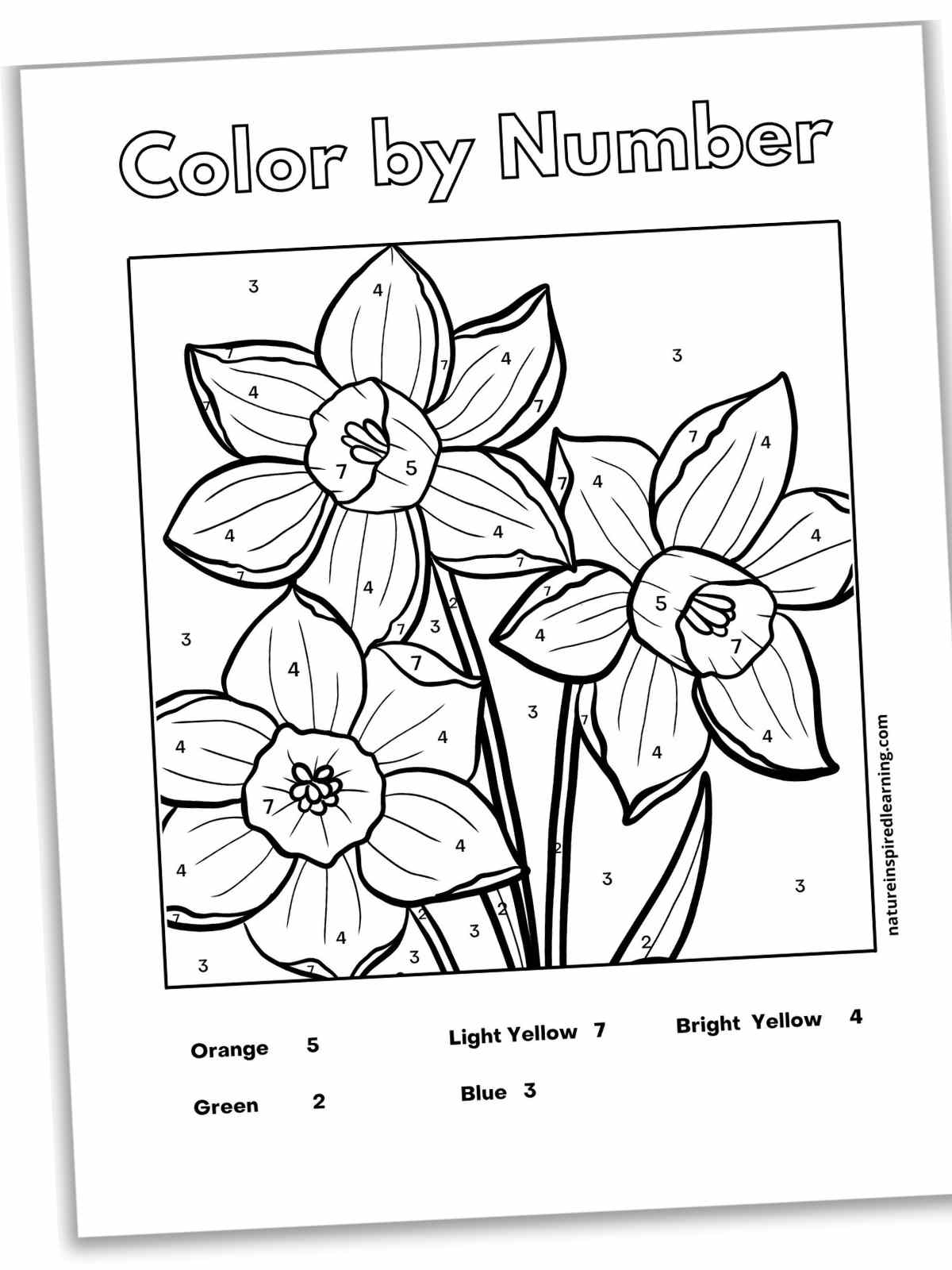 Black and white sheet with three daffodils with numbers on the petals, stems, and background with a color key at the bottom.