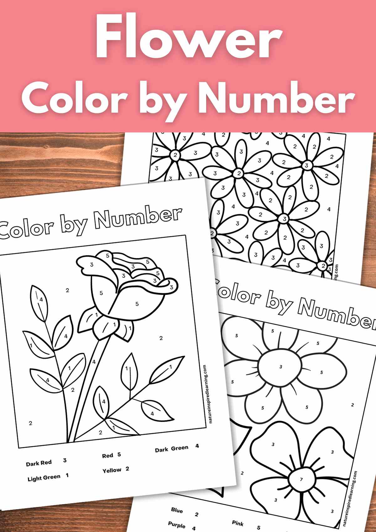 Flower Color-by-Number Worksheet  Spring & Summer Activity for Kids