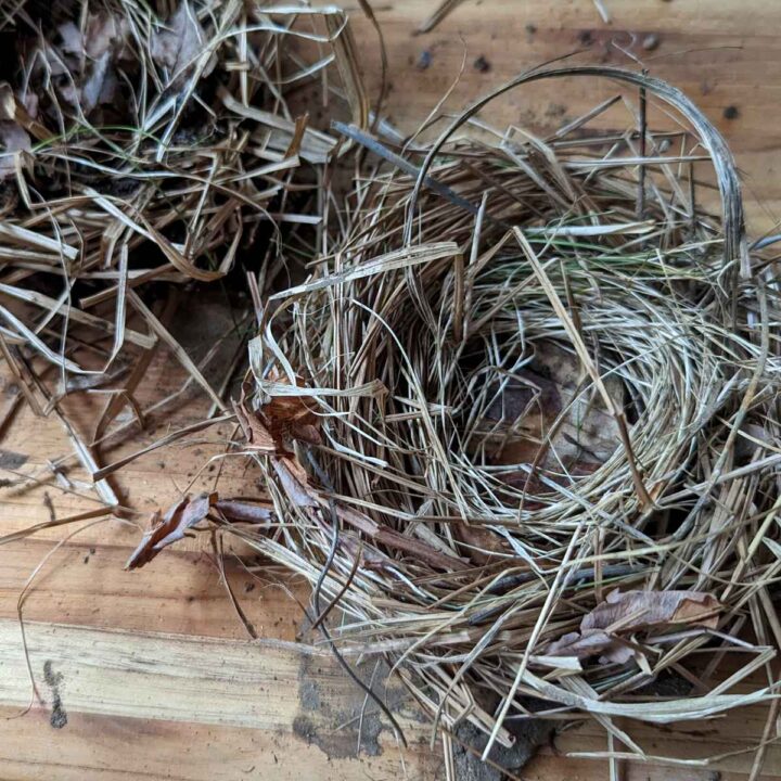 two birds nests made out of natural items including dried grass, sticks, and leaves on a wooden cutting board on a wooden floor
