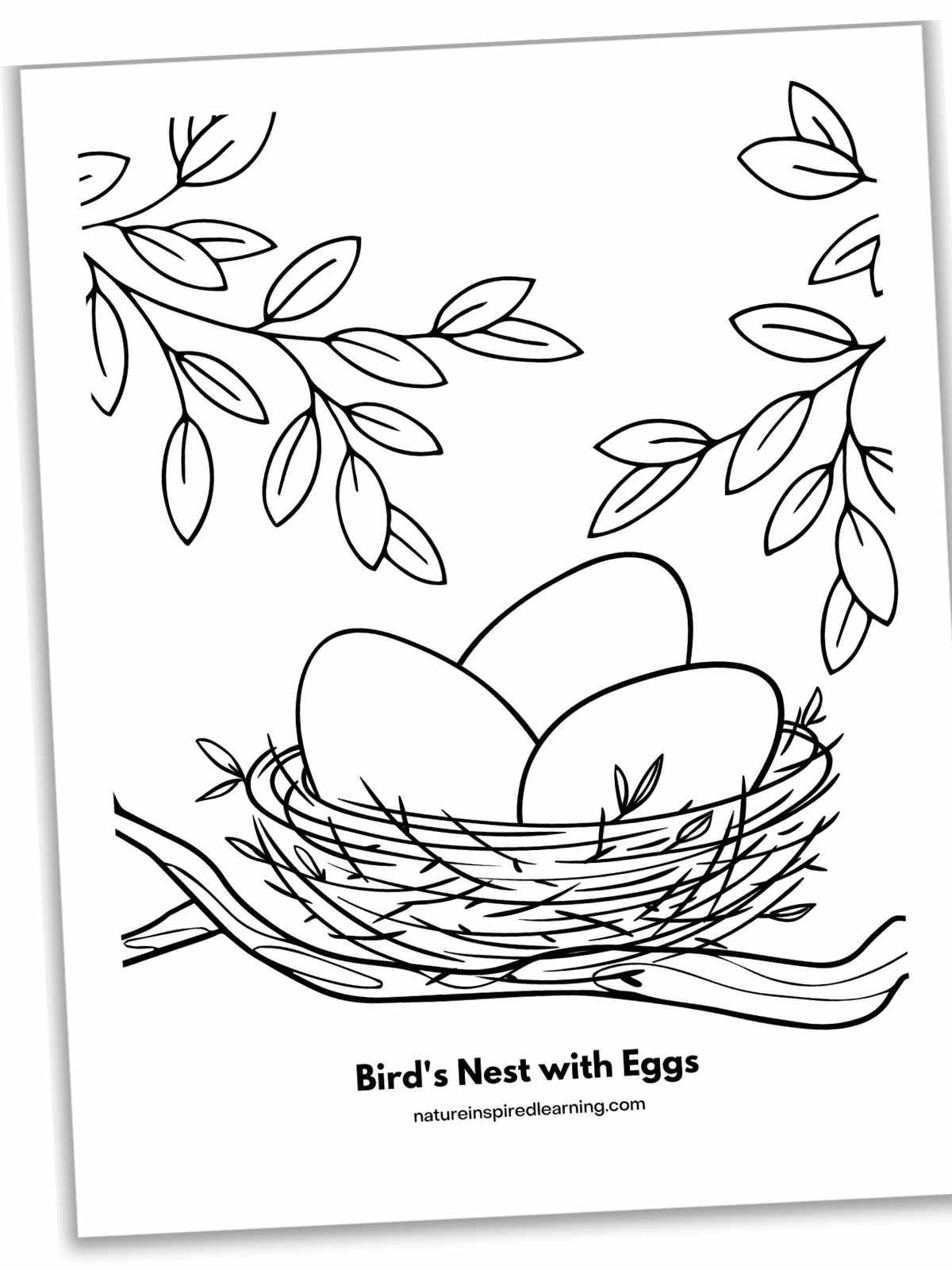birds nest on a tree branch with three eggs inside with leaves on branches above. Printable slanted with a drop shadow.