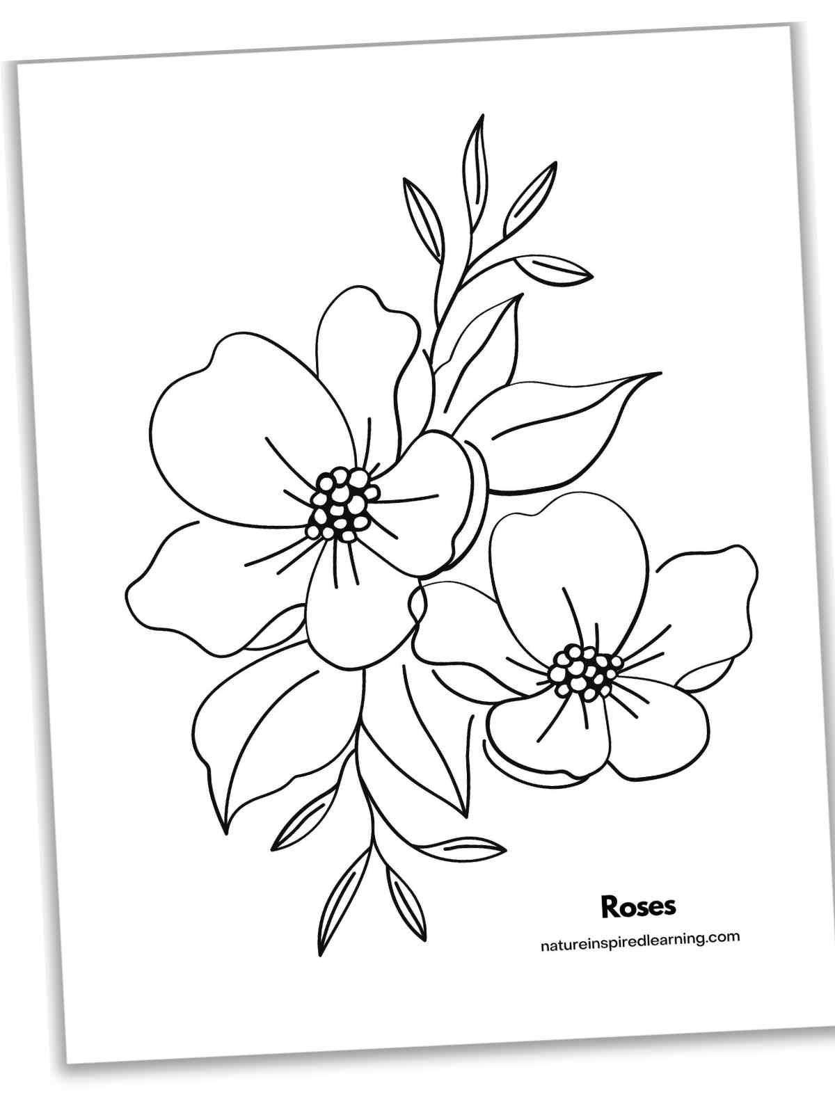 basic sheet with two blooming roses with foliage slanted with a drop shaddow