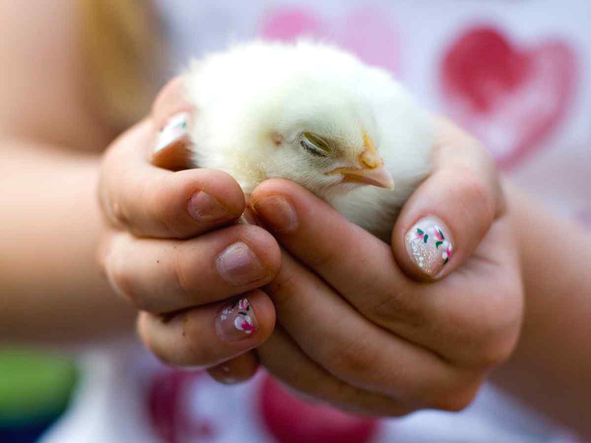child holding a sleeping baby chick with painted nails and a pink shirt