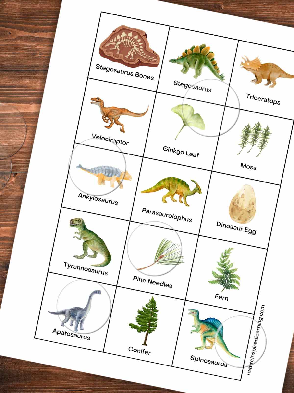 Dinosaur calling cards with names of each dinosaur and plant slanted on a wooden background with clear bingo chips on top.