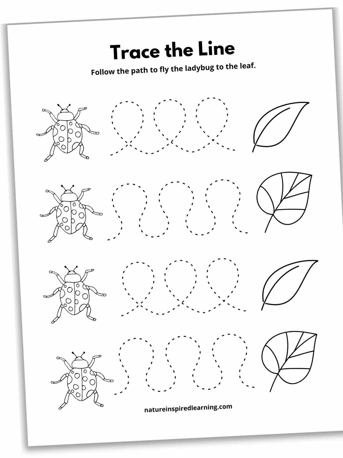 Black and white worksheet with four sets of dotted curved lines in between ladybugs and leaves.