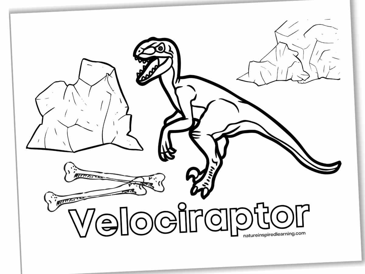 Black and white coloring page with a dinosaur next to bones and rocks. Velociraptor written below the dinosaur in outline form. Printable slanted with a drop shadow.