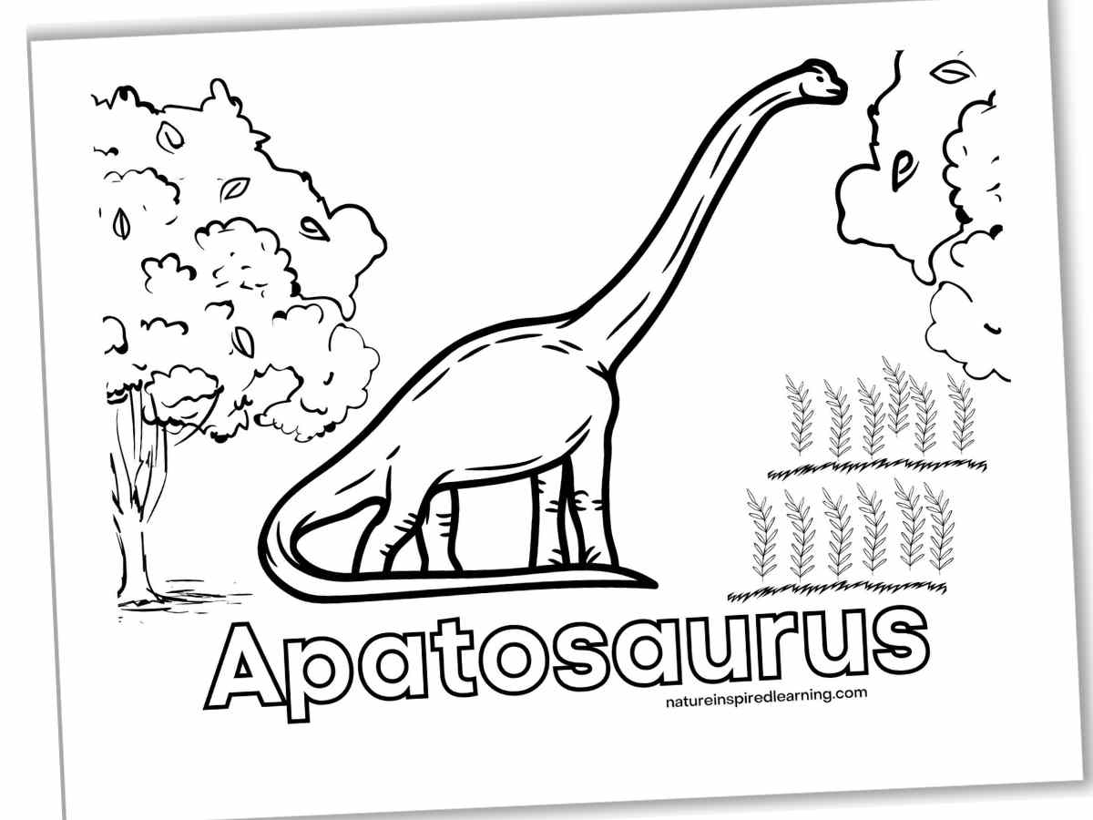 Black and white coloring sheet with a large dinosaur with a long next next to a tree and low plants. Apatosaurus written below the dinosaur in outline form. Printable slanted with a drop shadow.