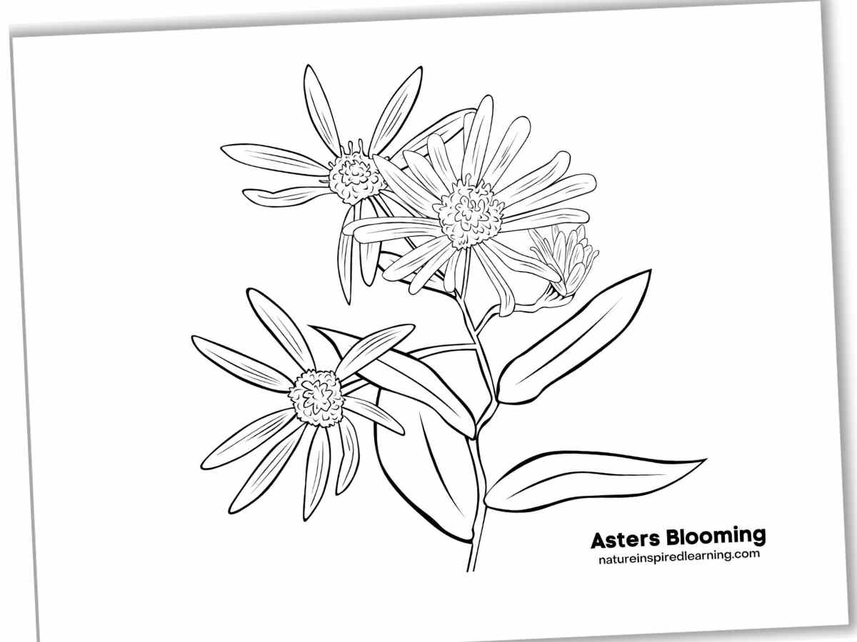 Black and white printable coloring sheet with blooming Asters on a stem with leaves.