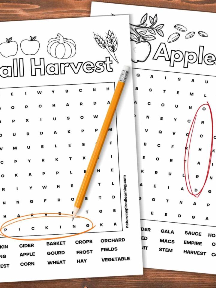 Fall harvest and apples word searches overlapping each other on a wooden background. The words picking orchard circled in red and orange with a pencil on top of the worksheet.