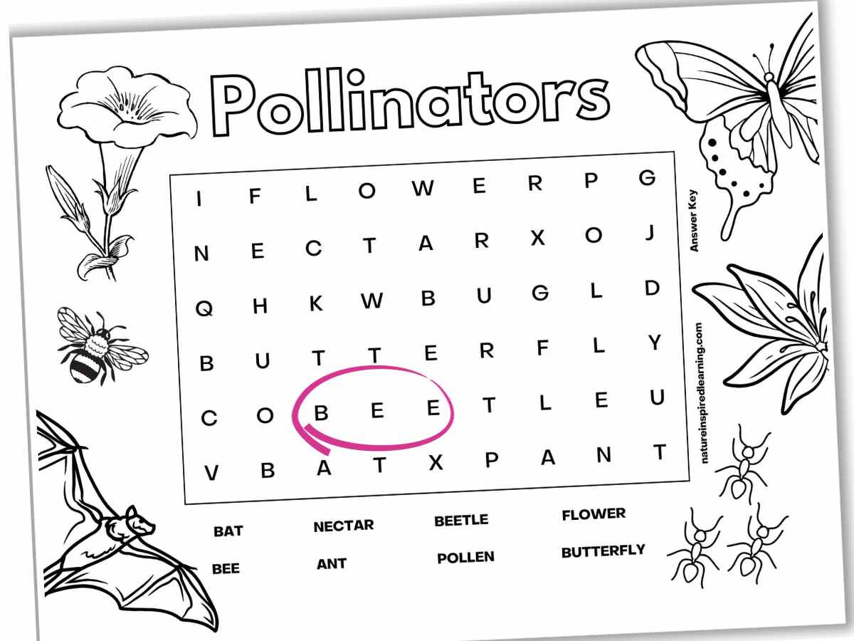 Black and white word search with eight hidden terms. Pollinators written in outline form across the top above a rectangle with capital letters and the word bee circled in pink. Images of a butterfly, flowers, ants, bat, and a bee as a border around the letters.