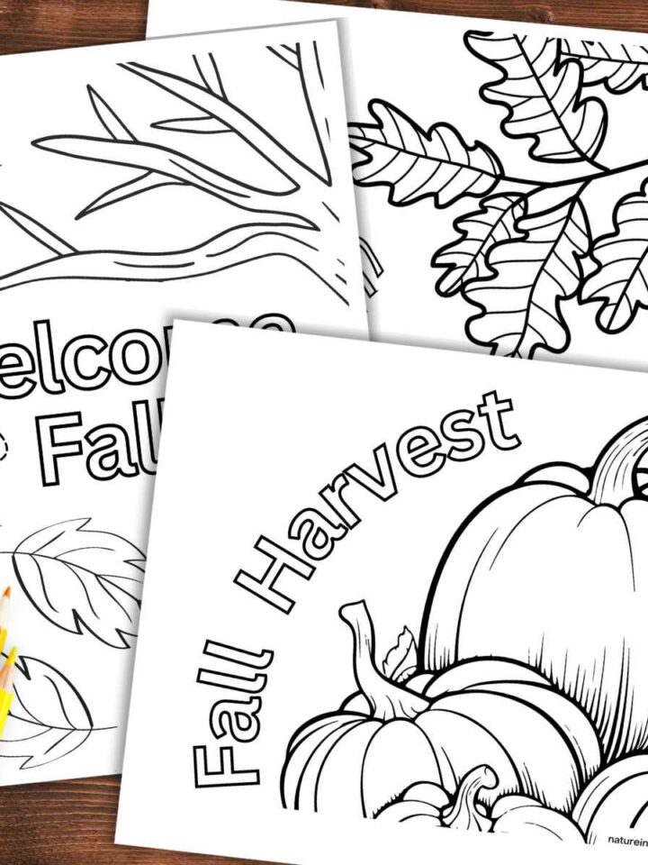 Three black and white coloring pages with Fall designs including pumpkins, leaves, and bare tree branches on a wooden background. Fall Harvest and Welcome Fall written on the printables. Four colored pencils on the bottom left.
