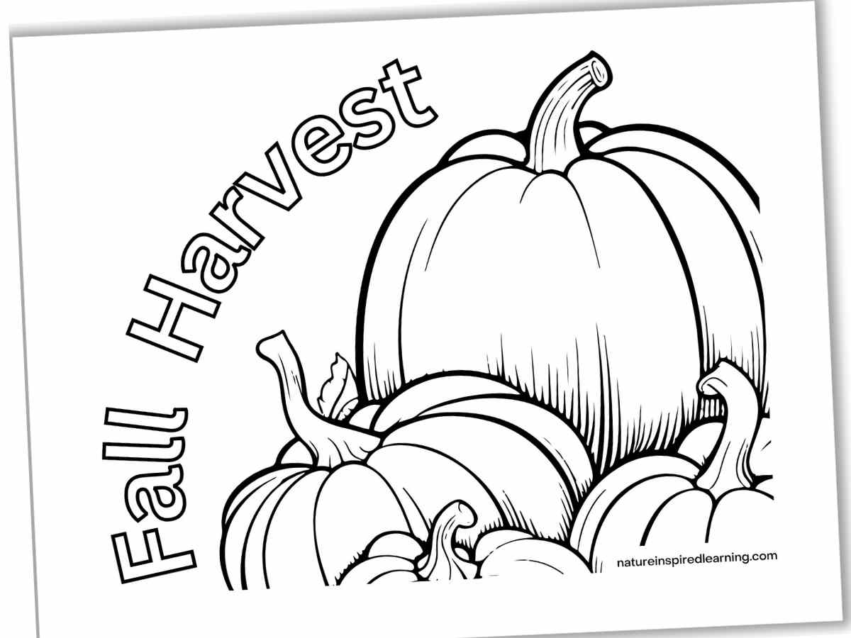 Black and white coloring page with a collection of pumpkins and the words Fall Harvest in outline form arched on the left side of the pumpkins.