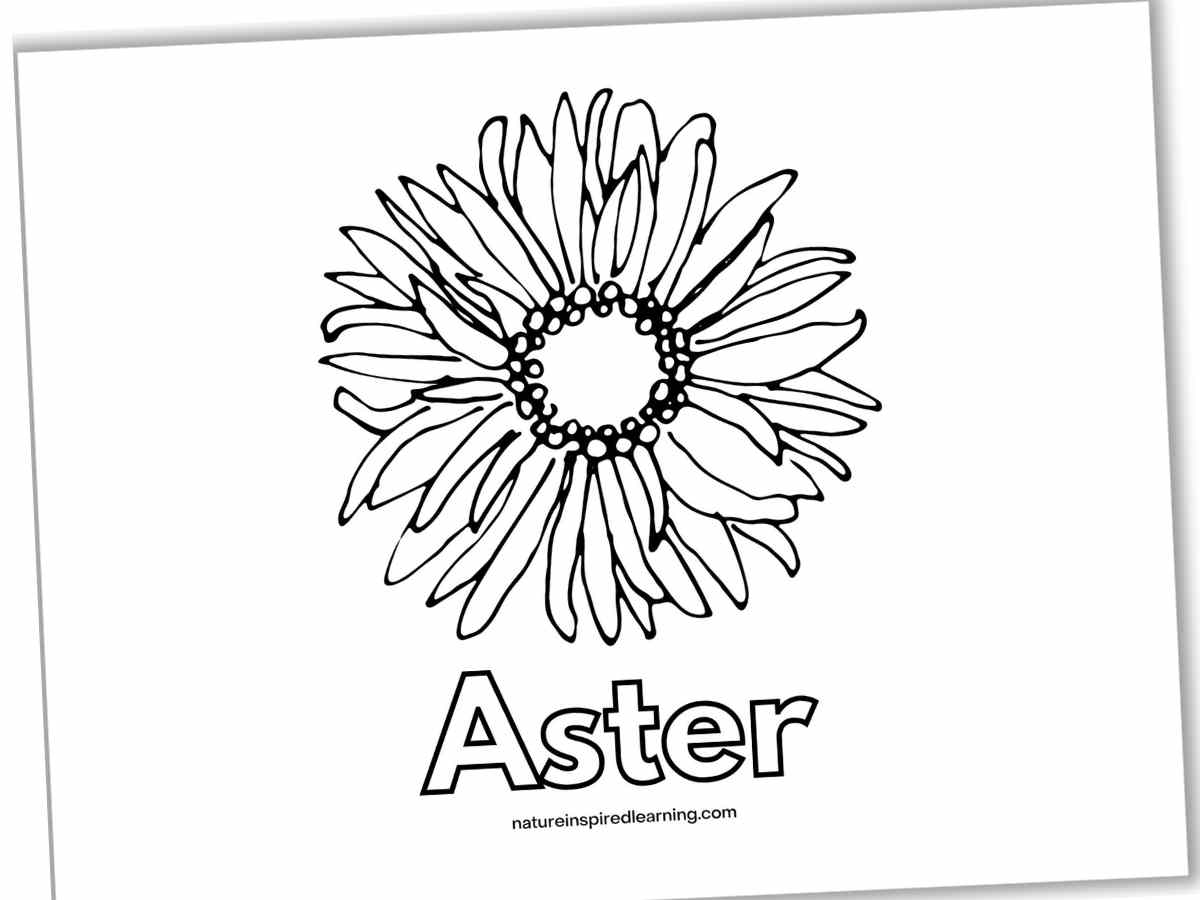 Black and white coloring page with one large flower with many petals above Aster written in outline form.