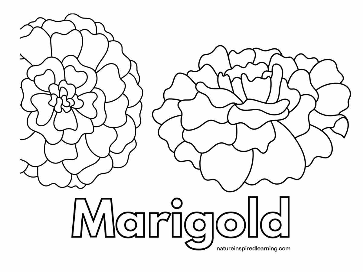 Black and white coloring page with two large blooms with Marigold written in outline form below.
