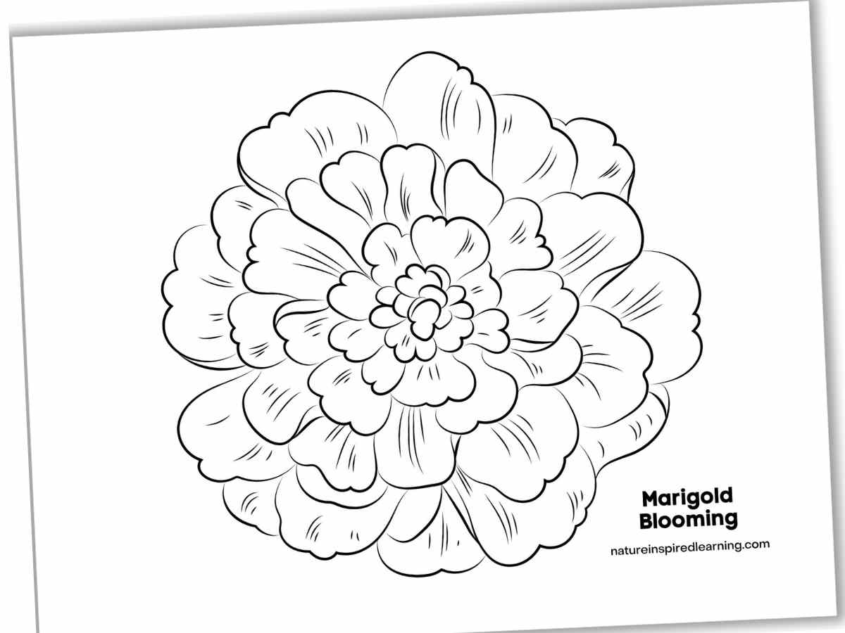 Black and white coloring page with one large Marigold bloom slanted with a drop shadow.