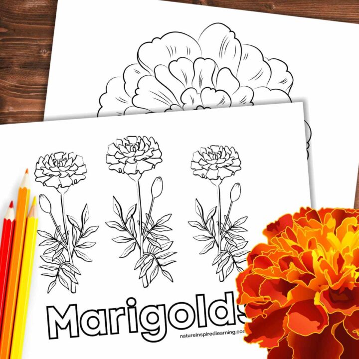 Two black and white coloring pages with blooming flowers with the word Marigold in outline form overlapping on a wooden background. Three colored pencils left side red, orange, and yellow flower blooming bottom right.