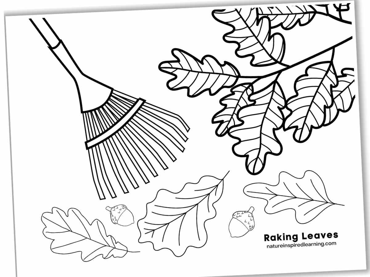 Black and white coloring page with a rake, leaves on a branch along with leaves and acorns on the ground.