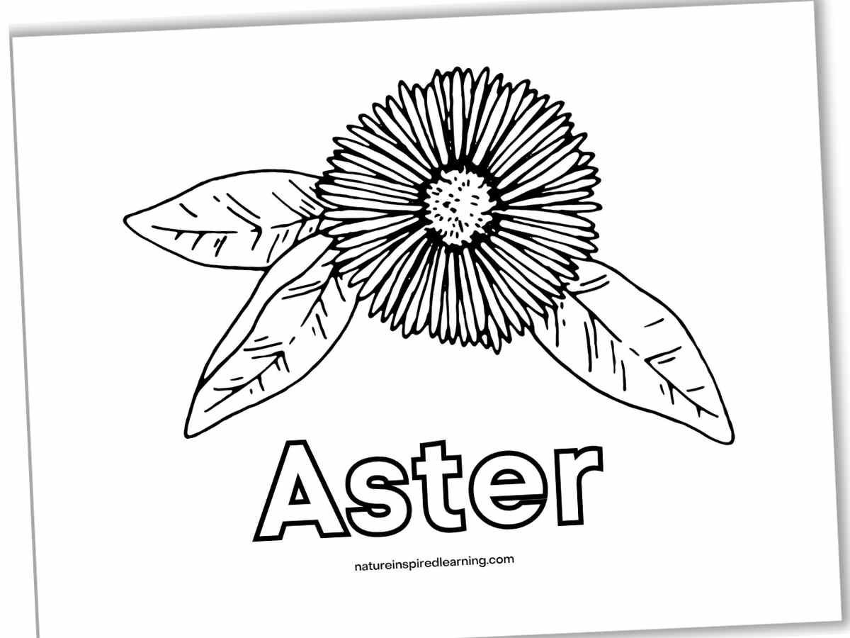 Black and white printable with one large flower with many narrow petals and three leaves above Aster written in outline form.