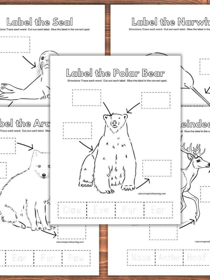 Five Arctic animal labeling worksheets overlapping each other on a wooden background. Animals include a polar bear, reindeer, seal, narwhal, and Arctic fox.