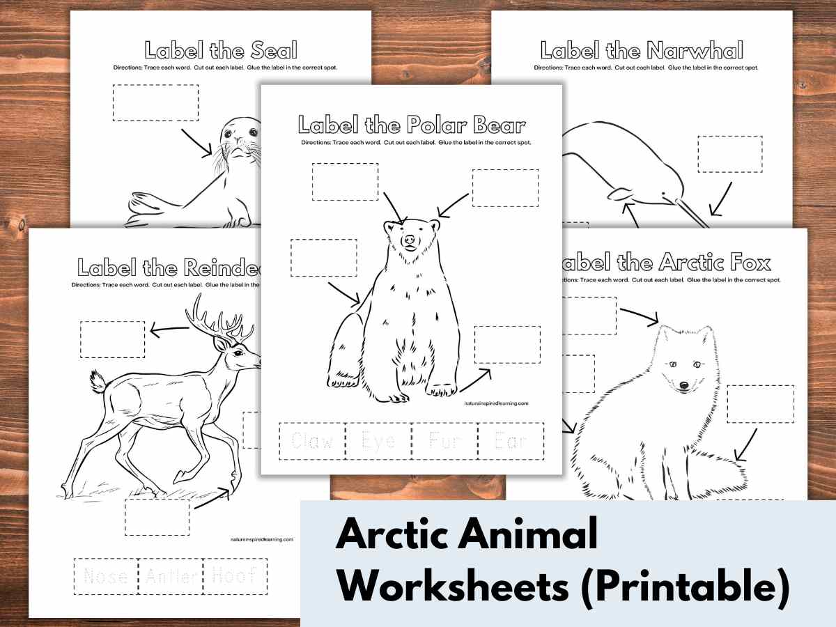 Five Arctic animal labeling worksheets overlapping each other on a wooden background. Animals include a polar bear, reindeer, seal, narwhal, and Arctic fox. Light blue rectangle bottom right with black text overlay.