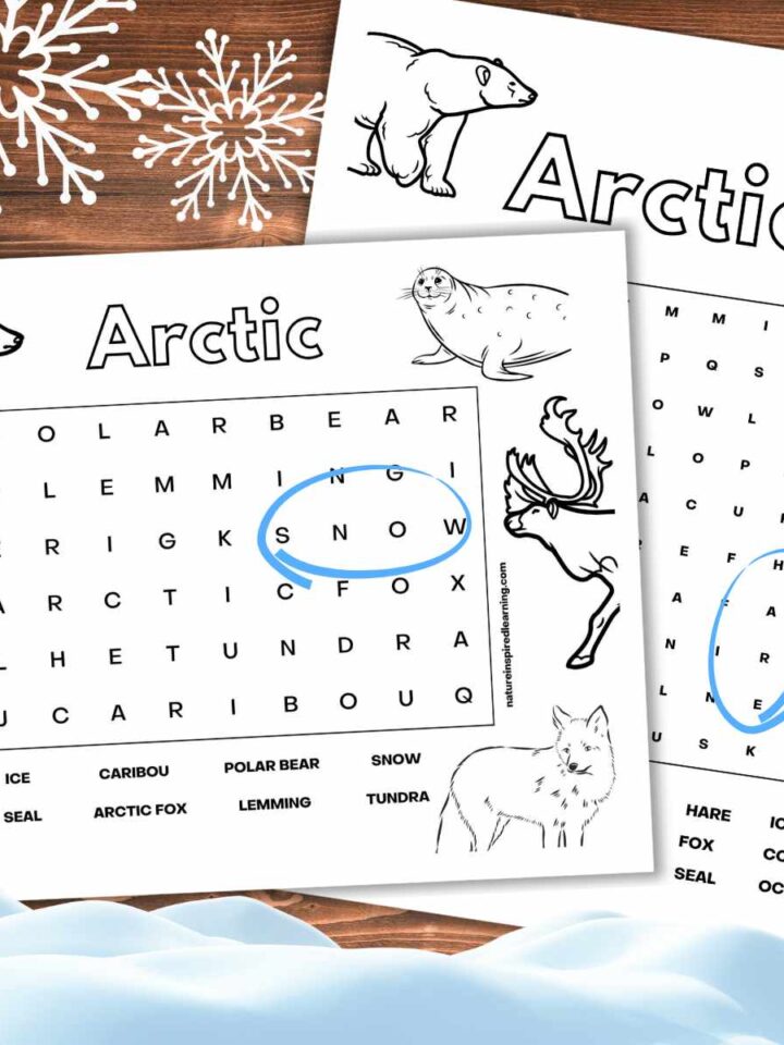 Two Arctic Word searches one easy one difficult overlapping on a wooden background. One word circled in bright blue on each printable. Snow clip art across the bottom with two snowflakes across the top.