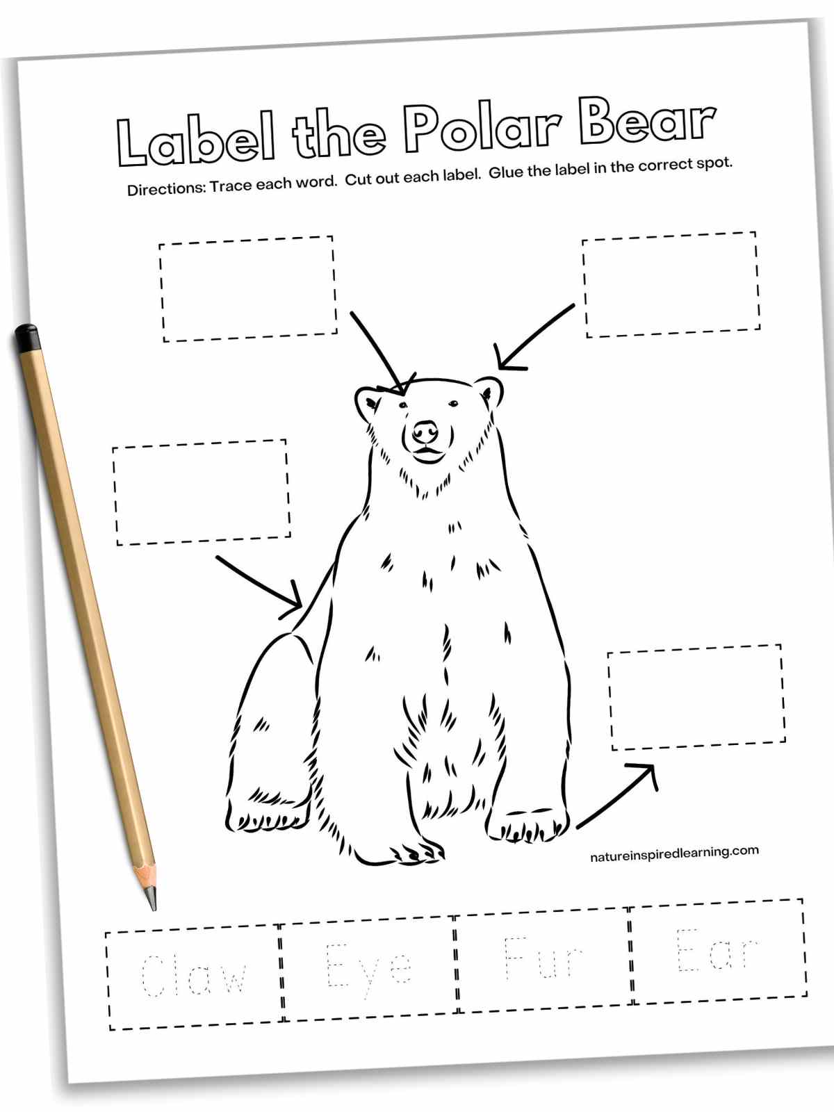 Black and white label the Polar bear worksheet with a large polar bear with dashed boxes with arrows above dashed rectangles with traceable labels. A pencil on top of the worksheet on the left side.