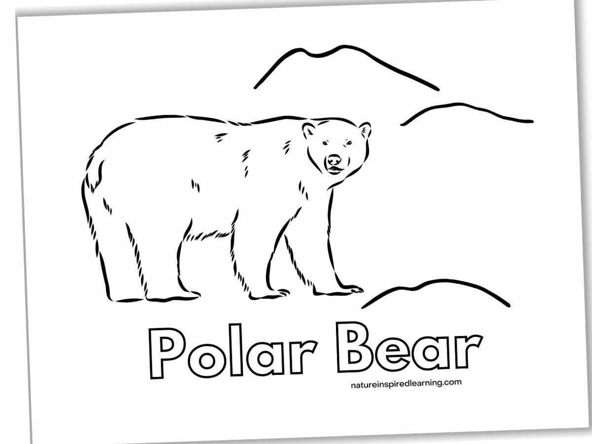A large polar bear standing sideways next to snowy drifts with Polar Bear written in outline form below. Black and white printable slanted with a drop shadow.