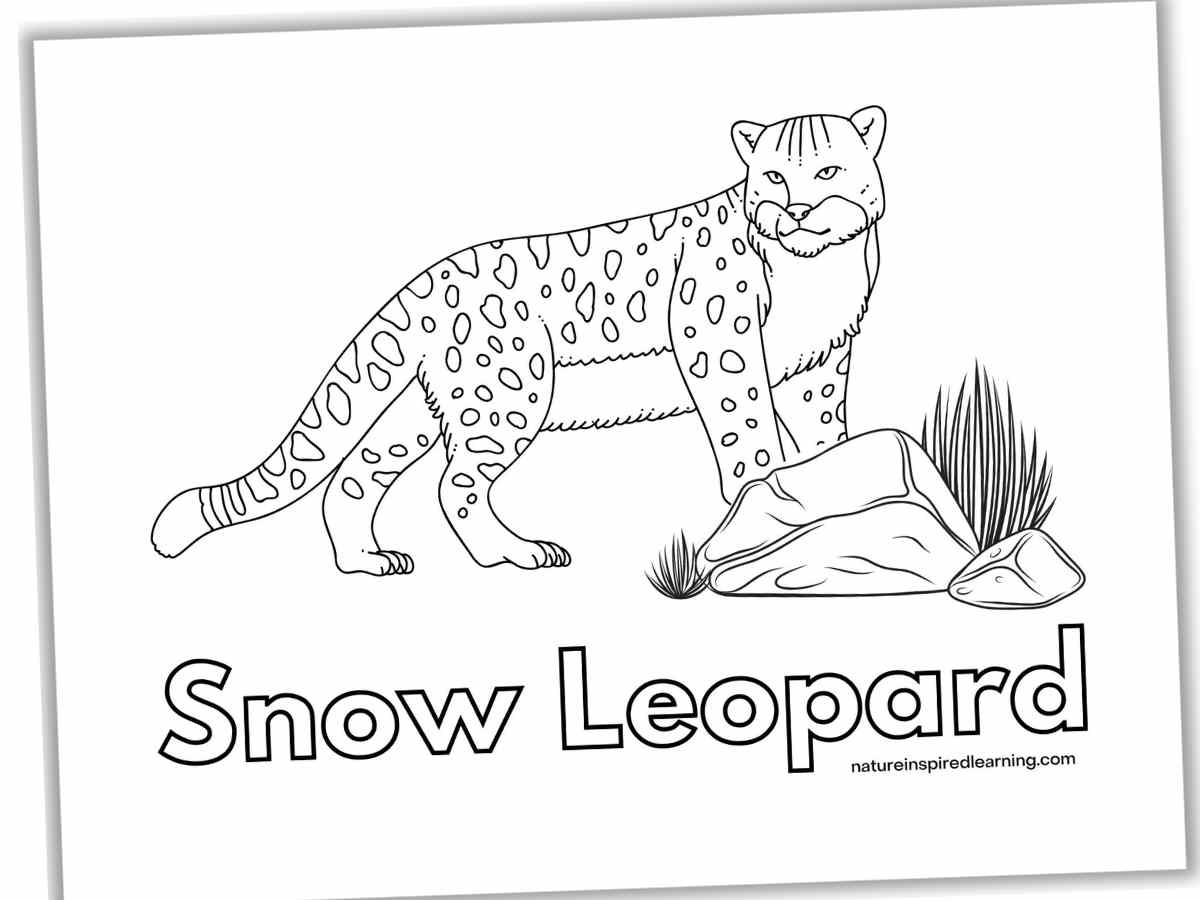 Black and white printable of a standing snow leopard next to two rocks with grass. The words Snow Leopard below in outline form.