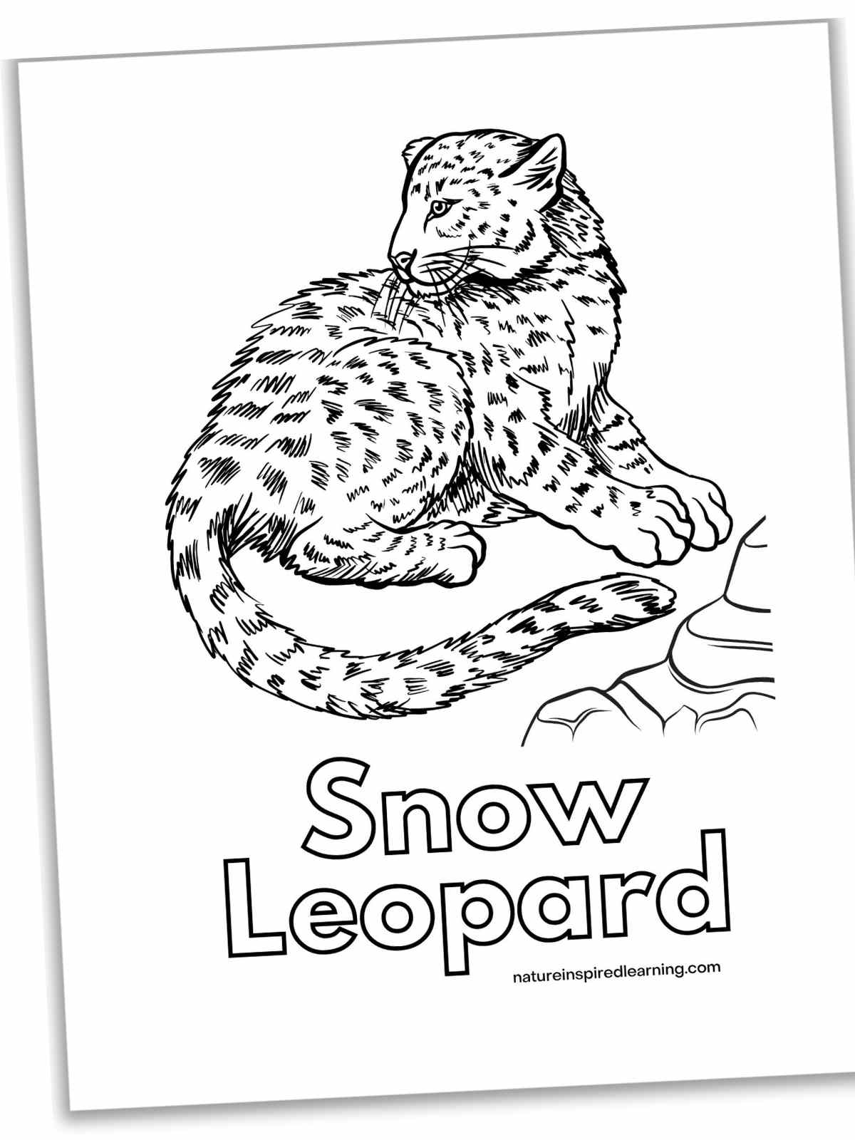 Black and white printable with a snow leopard laying down next to a rock with the text Snow Leopard below in a large font.
